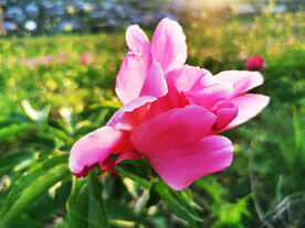 芍药花开