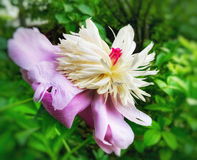 芍药花开