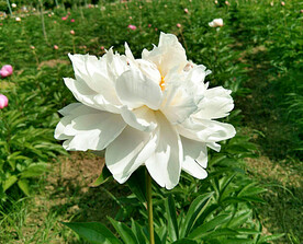 芍药花开