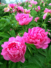 芍药花开