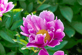芍药花开