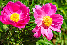 芍药花开