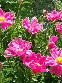 芍药花开