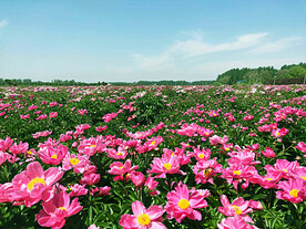 芍药花开