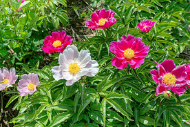 芍药花开