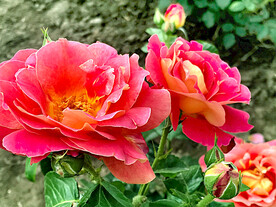 芍药花开