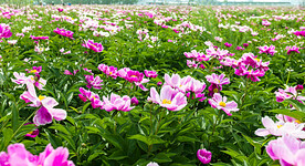 芍药花开
