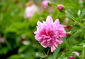 芍药花开