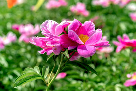 芍药花开