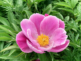 芍药花开