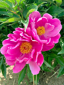 芍药花开