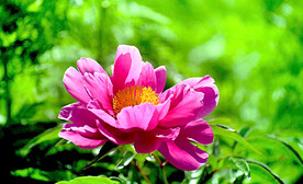 芍药花开