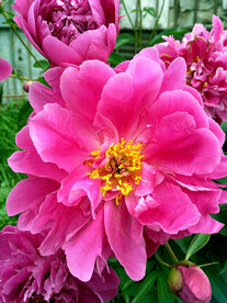 芍药花开