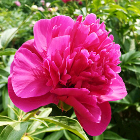 芍药花开