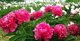 芍药花开