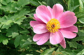 芍药花开