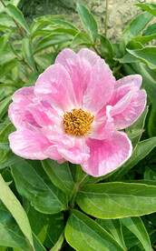 芍药花开