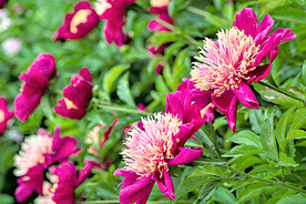 芍药花开