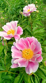 芍药花开