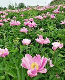 芍药花开