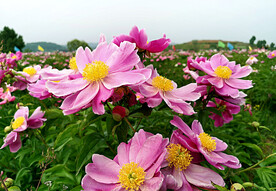 芍药花开