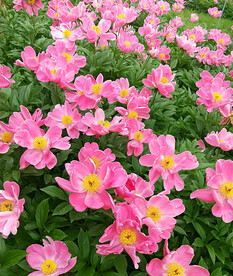 芍药花开