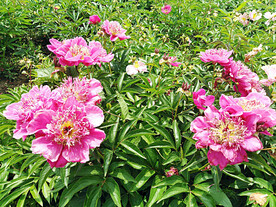 芍药花开