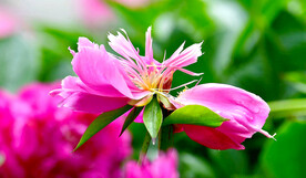 芍药花开