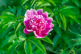 芍药花开