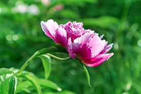 芍药花开