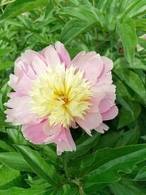 芍药花开