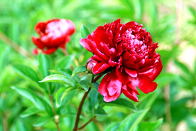 芍药花开