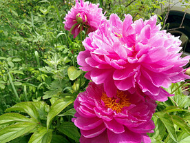 芍药花开