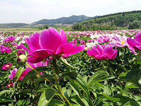 芍药花开