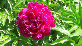 芍药花开