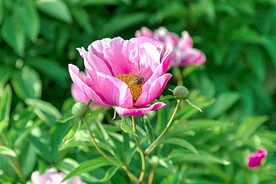 芍药花开