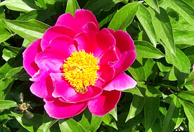 芍药花开