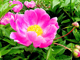 芍药花开