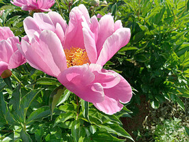芍药花开
