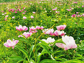 芍药花开