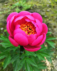 芍药花开