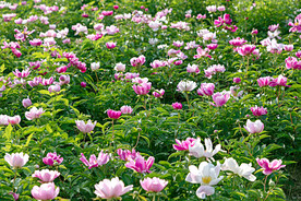 芍药花开