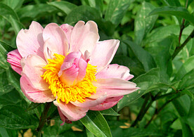 芍药花开