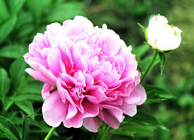 芍药花开