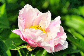 芍药花开