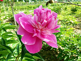 芍药花开