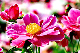 芍药花开