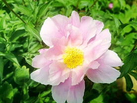 芍药花开