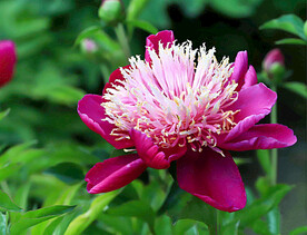 芍药花开