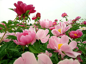 芍药花开